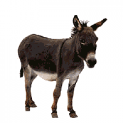 ▷ Donkeys: Animated Images, Gifs, Pictures & Animations ...