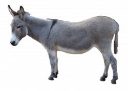 19 Donkey clipart HUGE FREEBIE! Download for PowerPoint ...