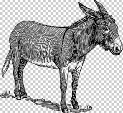 Donkey Drawing Watercolor Painting Sketch PNG, Clipart ...