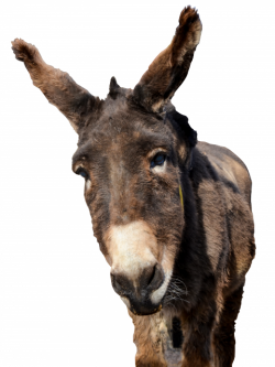 Donkey PNG Picture | Web Icons PNG