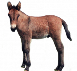 Foal PNG HD Transparent Foal HD.PNG Images. | PlusPNG