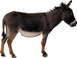 Donkey-free-PNG-transparent-background-images-free-download-clipart ...