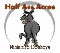 Miniature Donkeys at HAA Miniature Donkeys