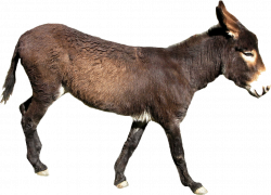 Donkey PNG images free download