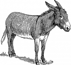 Kostenloses Bild auf Pixabay - Esel, Kopf, Stehen, Tier, Schwanz ...