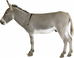 Grey Donkey Standing PNG Image - PurePNG | Free transparent CC0 PNG ...