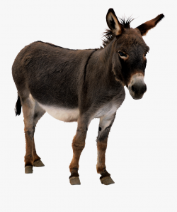 Mule Clipart Transparent Background - Donkey Png ...