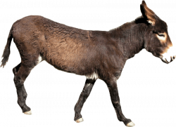 donkey png - Free PNG Images | TOPpng
