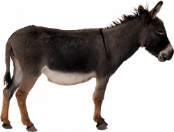 donkey png - Free PNG Images | TOPpng