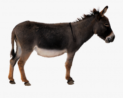 Png Freeuse Library Donkey Clipart Transparent Background ...