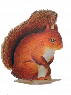 Red Squirrel Clipart Eurasian Free collection | Download and share ...