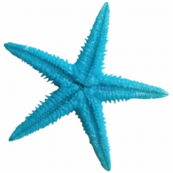 sea star png - Starfish | #103826 - Vippng