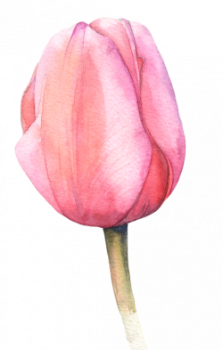 Watercolor tulips … | Art | Pi…