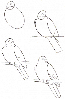 Simple Dove Drawing at GetDrawings.com | Free for personal use ...