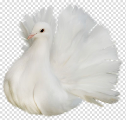 Fancy pigeon , Columbidae Bird , White Beautiful Delicate ...