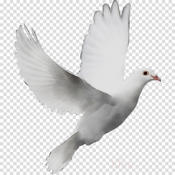 Dove Bird clipart - Bird, White, Feather, transparent clip art