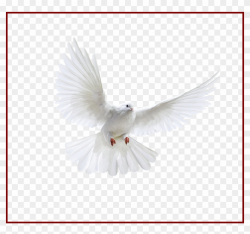 Best Holy Spirit Dove Clip Art Of Flying In Front You ...