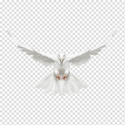 White bird illustration, Columbidae Bird, White dove fly ...