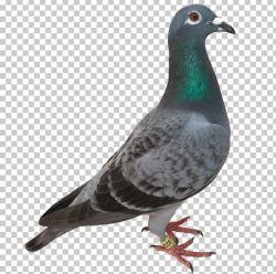 Pigeon Green Head PNG, Clipart, Animals, Birds, Pigeons And ...