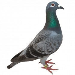 Pigeon Green Head transparent PNG - StickPNG