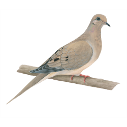 28+ Collection of Mourning Dove Drawing | High quality, free ...