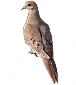 Dove hunting clip art - ClipartFest | mourning dove images ...