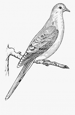 Clipart Mourning Dove - Mourning Dove Drawing #222156 - Free ...
