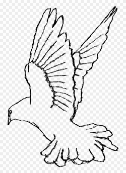 Turtle Dove Clipart Small Dove - White Dove Drawing Png ...