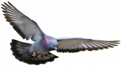 Dove Transparent PNG Pictures - Free Icons and PNG Backgrounds