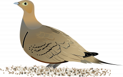 Mourning Dove Clipart Water Free collection | Download and share ...