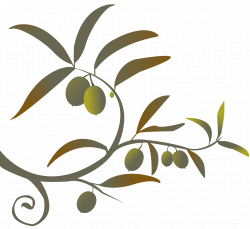 olive branches | Zeytin dalı | Pinterest