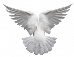 Image - Dove.png | Conlang | FANDOM powered by Wikia