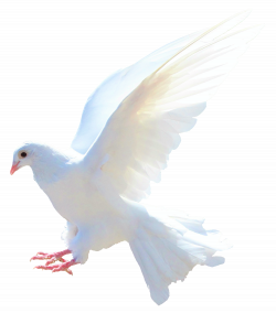 Dove PNG Image - PurePNG | Free transparent CC0 PNG Image Library