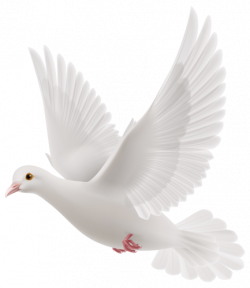 White Dove PNG Clipart | Birds | Pinterest | Clipart images, Clip ...