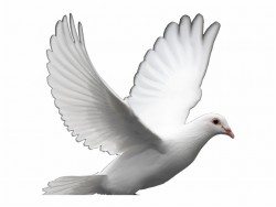 Doves Clipart Freedom - Dove Of Peace, Transparent Png ...
