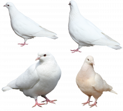 White Dove clipart kabootar - Pencil and in color white dove clipart ...