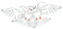 White Doves Transparent PNG Clipart | Gallery Yopriceville - High ...