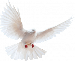 White dove transparent background bird