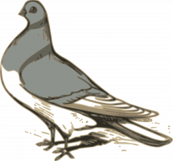 Clipart - pigeon illustration