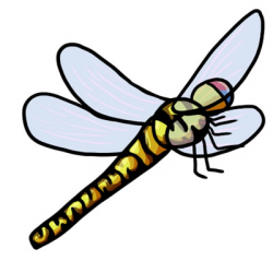 Dragonfly Clipart Free Download | Clipart Panda - Free Clipart Images
