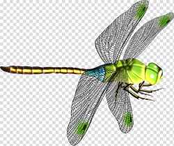 Green and black dragonfly art, Dragonfly Icon, Beautiful ...