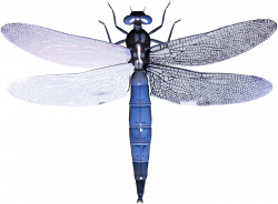 Dragonfly PNG images free download