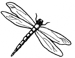 Free Dragonfly Outline Cliparts, Download Free Clip Art ...