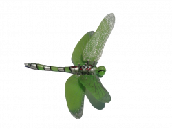 green dragonfly clipart | Dragonfliez | Pinterest | Dragonflies