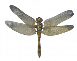Dragonfly PNG Image - PurePNG | Free transparent CC0 PNG Image Library