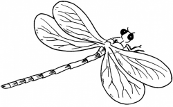 Free Dragonfly Outline, Download Free Clip Art, Free Clip ...