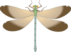 File:Dragonfly Calopteryx maculata -wingveins.svg - Wikimedia Commons