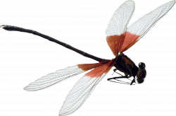Dragonfly Clipart transparent background - Free Clipart on ...