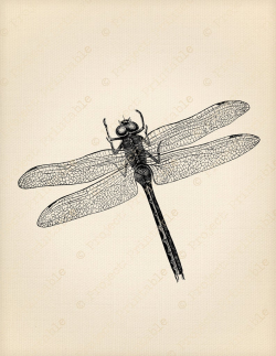 Dragonfly Clipart Digital Download - Instant Download Printable - Iron On  Fabric T-Shirt Transfer - Animal Insect Graphics - Clip Art