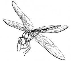 Free Cartoon Dragonfly Pictures, Download Free Clip Art ...